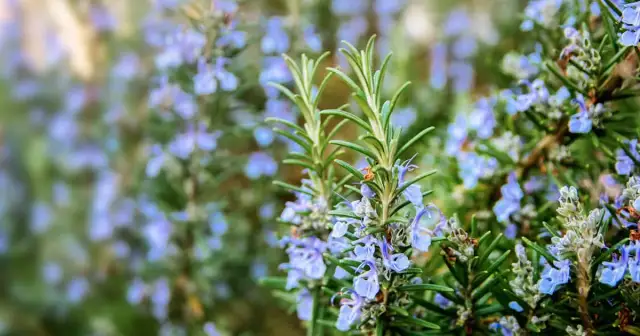 Jak kwitnie rozmaryn - sekrety pięknych kwiatów i ich pielęgnacji
