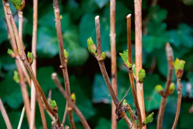 Kiedy hortensja ogrodowa wypuszcza liście? Kluczowe informacje na wiosnę