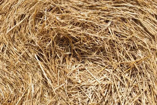 Jakie nawozy na słomę poprawią plony i unikną strat azotu?