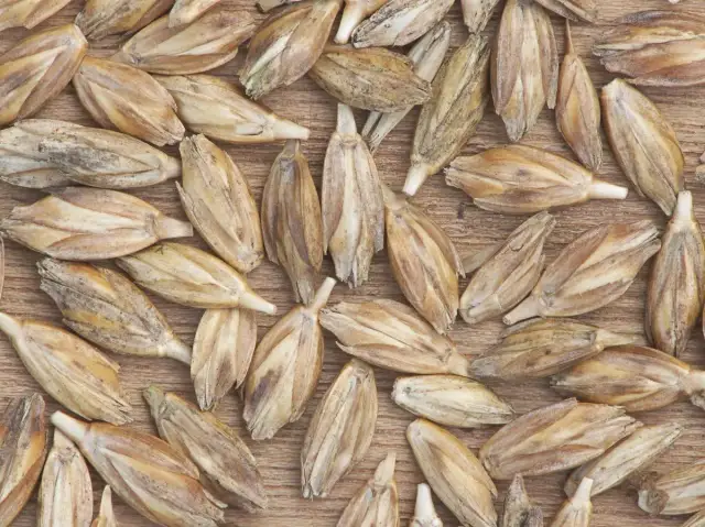 Płaskurka: Zdrowa Alternatywa dla Pszenicy - Właściwości i Użycie