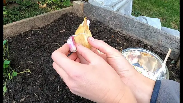 Kiedy sadzić czosnek słoniowy, aby uniknąć nieudanych plonów?