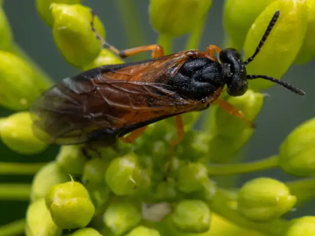 Skuteczne metody zwalczania gnatarza rzepakowca w uprawach