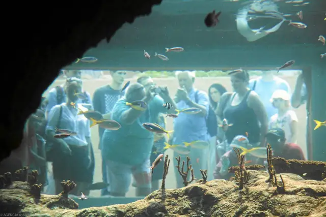 Najlepsze oceanaria w Polsce: odkryj niezwykłe morskie światy