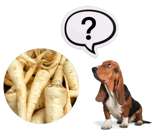 Czy pies może jeść korzeń pietruszki? Bezpieczeństwo i korzyści zdrowotne