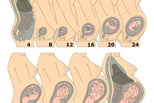 19 tydzień ciąży: gdzie znajduje się dziecko i jak się rozwija
