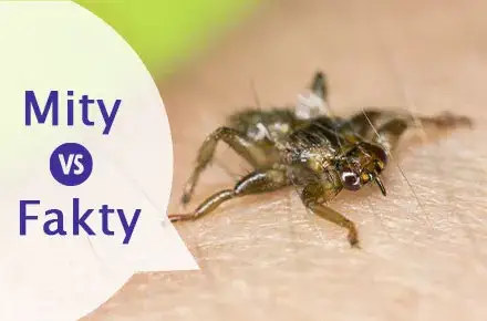 Czy kleszcz latają? Prawda o kleszczach i ich zachowaniu