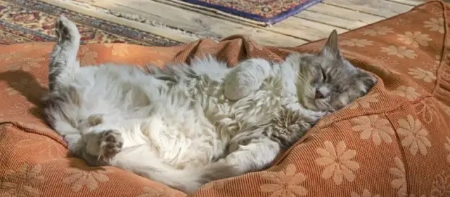 Wie alt werden katzen freigänger? Wichtige Faktoren für ihre Lebensdauer