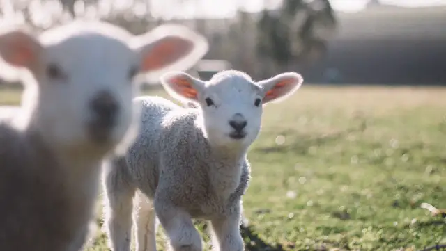 Od czego zależy kiedy jest Wielkanoc? Odkryj tajemnice daty świąt