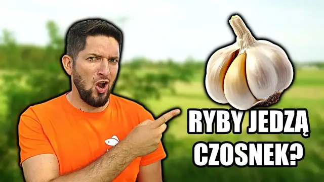 Czosnek na jakie ryby: skuteczne przynęty na karpie i sumy