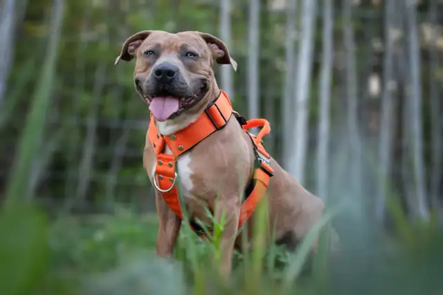 Jakie szelki dla szczeniaka zapewnią mu komfort i bezpieczeństwo?