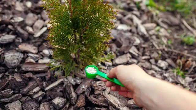 Kiedy dać nawóz pod iglaki, aby uniknąć ich osłabienia?