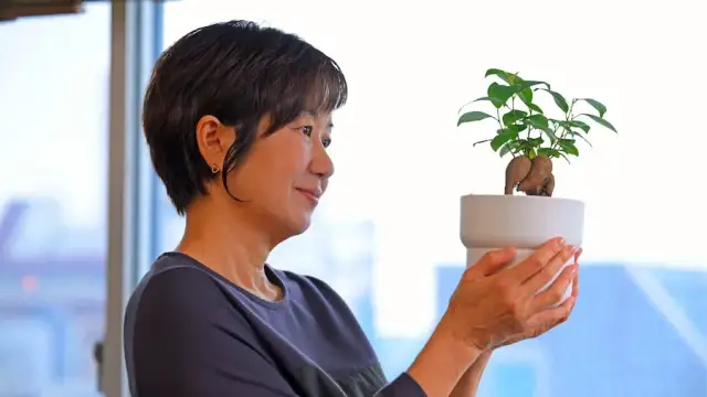 Las mejores macetas para bonsáis en IKEA que no te puedes perder