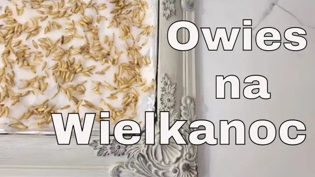 Jak skutecznie siać owies wielkanocny i uniknąć najczęstszych błędów