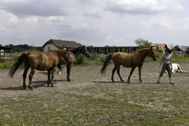 Najlepsze stadniny koni w Zabrzu - jazda konna i pensjonat dla koni