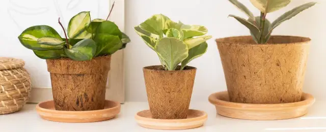 Jak sadzić w doniczkach z włókna kokosowego, by uniknąć błędów?