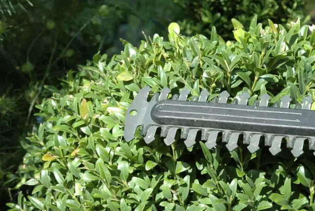Najlepsze nożyce do żywopłotu elektryczne – ranking, opinie i porady użytkowników