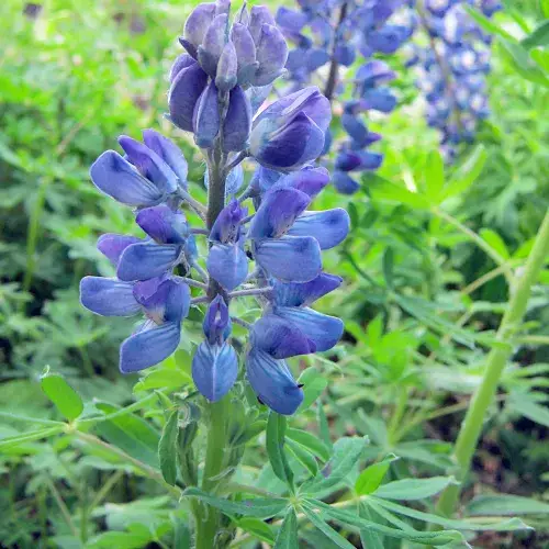 Jaki łubin na poplon wybrać: słodki czy gorzki? Porównanie i praktyczne porady