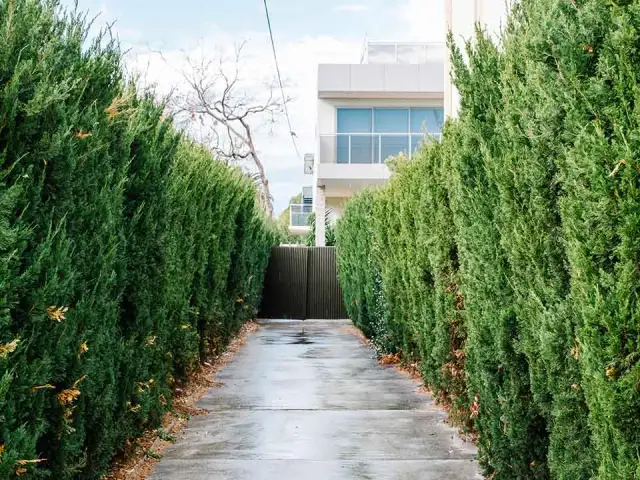 Jakie drzewa wzdłuż ogrodzenia - idealne gatunki dla Twojego ogrodu