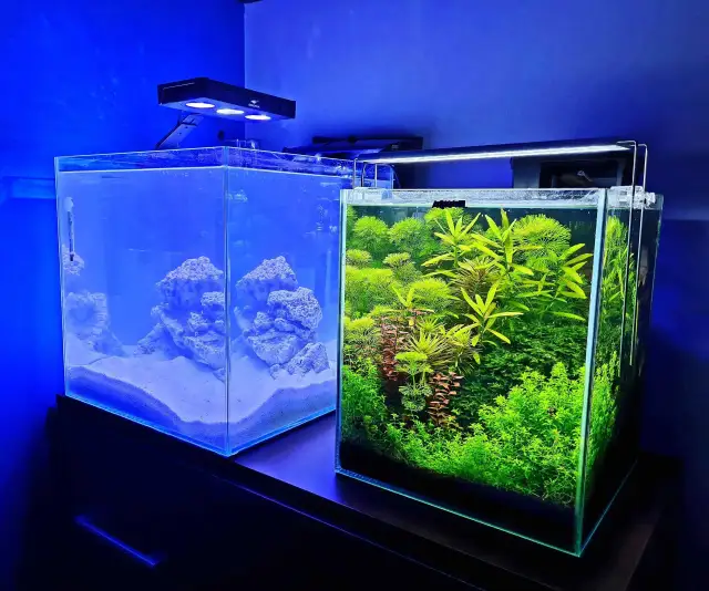 Ile rybek w akwarium 20l? Oto najlepsze gatunki i ich wymagania