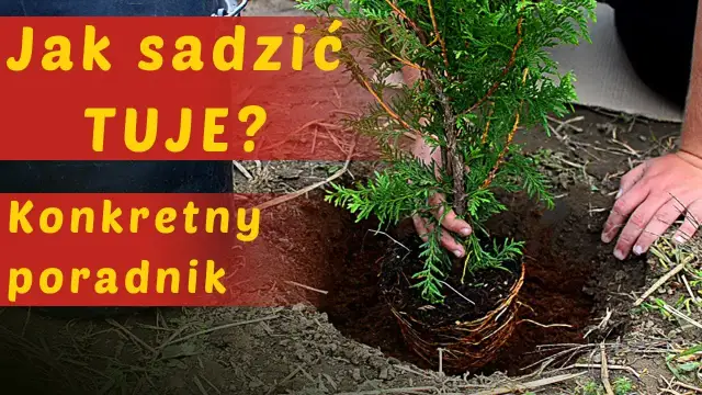 Jak się sadzi tuje, aby uniknąć najczęstszych błędów w ogrodzie
