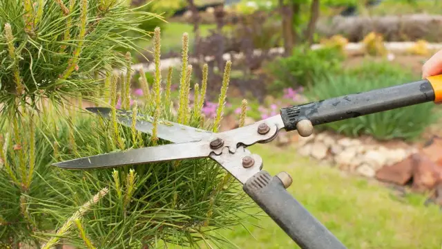 Jak przycinać sosnę, aby uniknąć błędów i zapewnić zdrowy wzrost