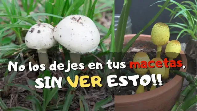 Por qué crecen hongos en mi maceta y cómo evitar que aparezcan