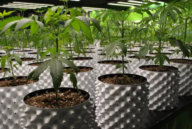 Jaka doniczka do marihuany? Wybierz idealną dla zdrowego wzrostu