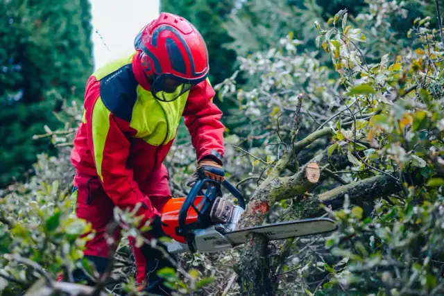 Do kiedy można ścinać drzewa w lesie? Poznaj ważne przepisy i terminy