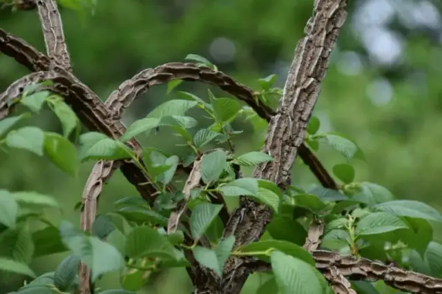 Kiedy i jak kwitnie wiąz? Poznaj tajemnice jego piękna