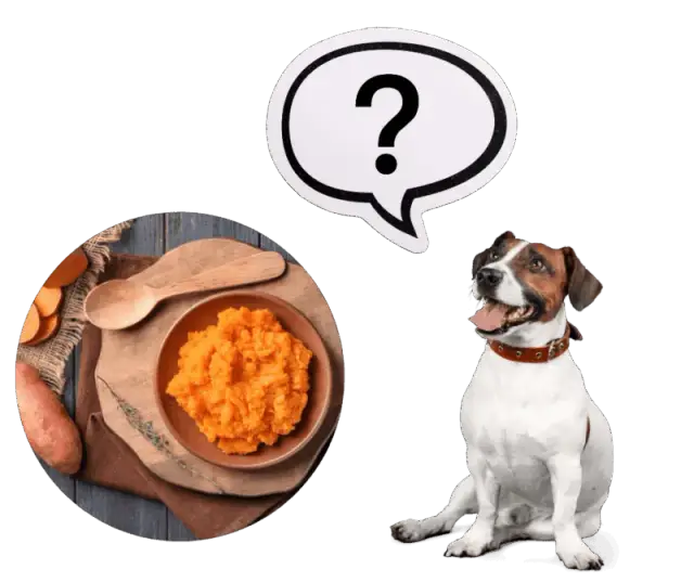 Czy pies może jeść bataty i co powinieneś wiedzieć o ich diecie