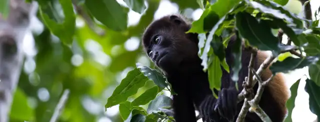 Kostaryka kiedy jechać: uniknij deszczu i ciesz się słońcem
