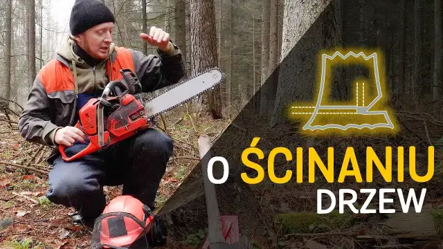 Jak ścinać drzewo żeby nie spadło na budynek – bezpieczne metody i techniki