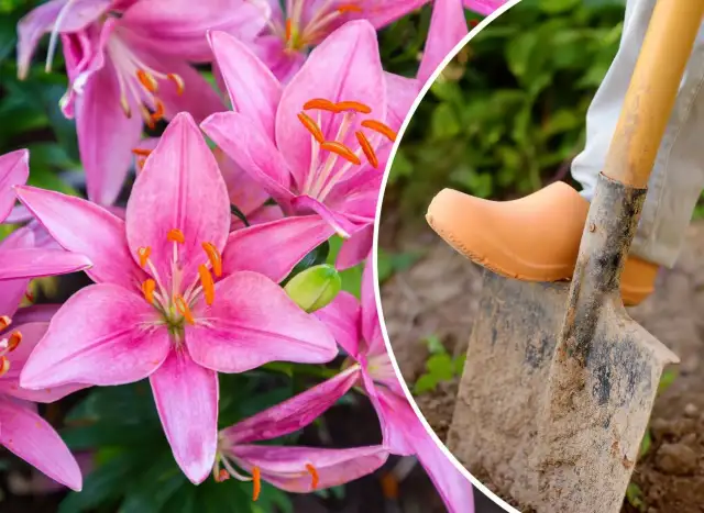 Kiedy przesadzać lilie ogrodowe, aby uniknąć ich osłabienia i cieszyć się pięknem