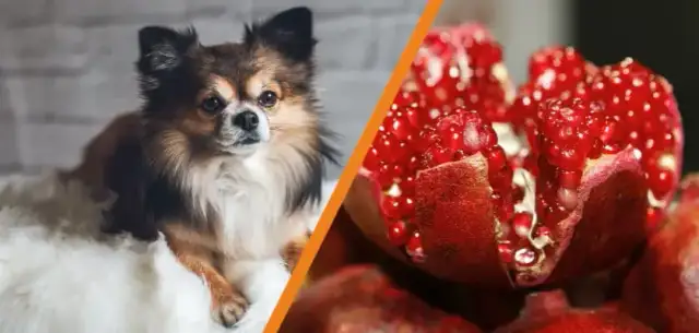 Czy pies może jeść granata? Sprawdź ryzyko dla zdrowia psa