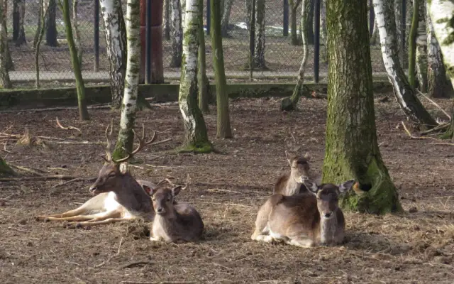 Najlepsze miejsca na spacer z dzieckiem w Śląskiem – bezpieczne i atrakcyjne propozycje