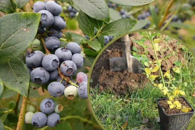 Kiedy sadzić borówkę amerykańską, aby uniknąć niepowodzeń w uprawie?