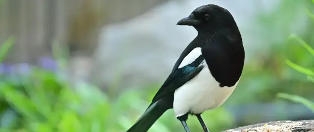 Czym się żywi sroka? Odkryj zaskakujące fakty o jej diecie