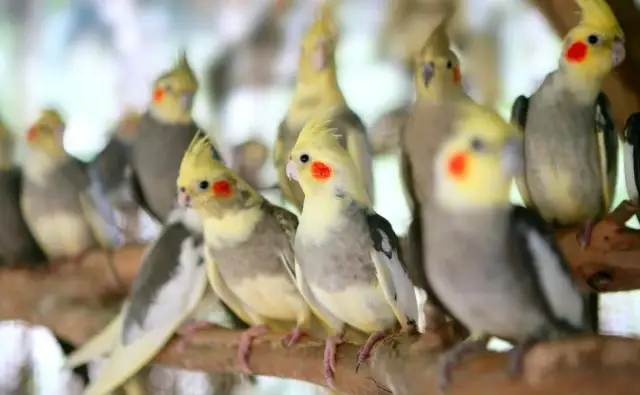 Ile lat żyją papugi? Poznaj ich długość życia i tajemnice zdrowia