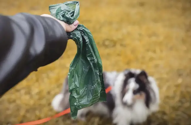 Czy psie odchody nadają się na kompost? Zaskakujące zagrożenia zdrowotne!