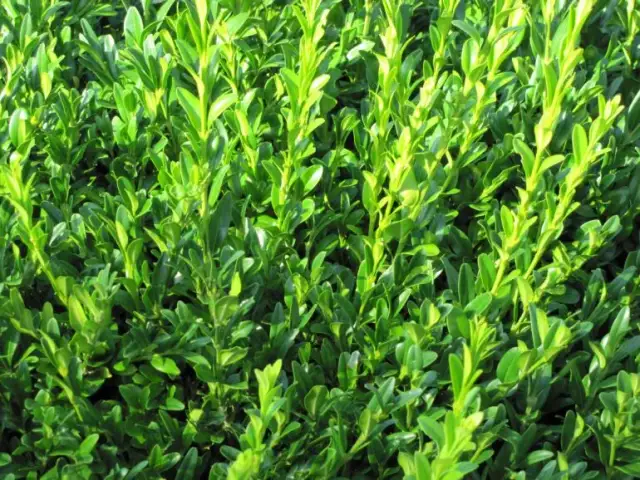 Co na żywopłot zimozielony? Oto rośliny, które zachwycą Twój ogród