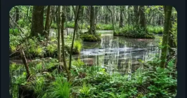 Magia lasu wiersz - analiza, która odsłania ukryte piękno natury