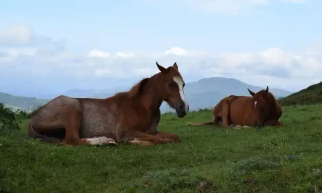 Czy konie leżą? Odkryj, co to oznacza dla ich zdrowia i zachowania