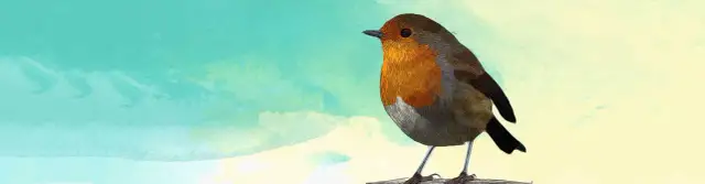 Jak oswoić dzikiego ptaka: proste metody budowania zaufania