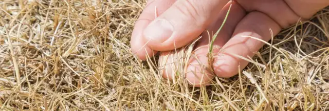 Jaka trawa na suche tereny – najlepsze gatunki odporne na suszę