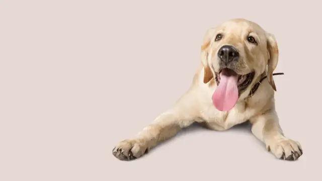 Jak zarejestrować hodowlę papug w Polsce - uniknij błędów i kosztów