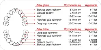 Wyrzynanie zębów jak wygląda: objawy, etapy i sposoby na złagodzenie bólu