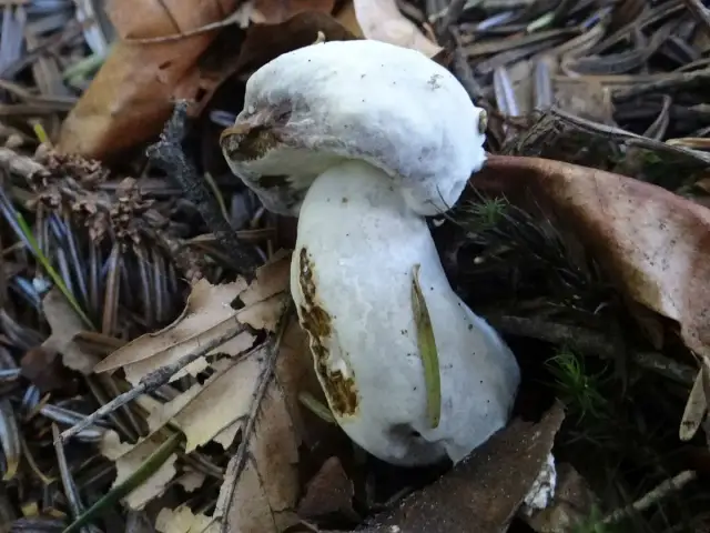 Borowik biały: jak rozpoznać i zbierać bez pomyłek - kompletny poradnik