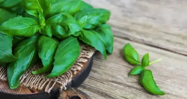 Czy pies może jeść bazylię? Bezpieczeństwo i korzyści dla pupila