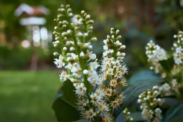 Jaki nawóz stosować do laurowiśni, by wspierać ich zdrowy wzrost?