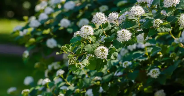 Kiedy i jak przycinać pęcherznice, aby uniknąć błędów w pielęgnacji
